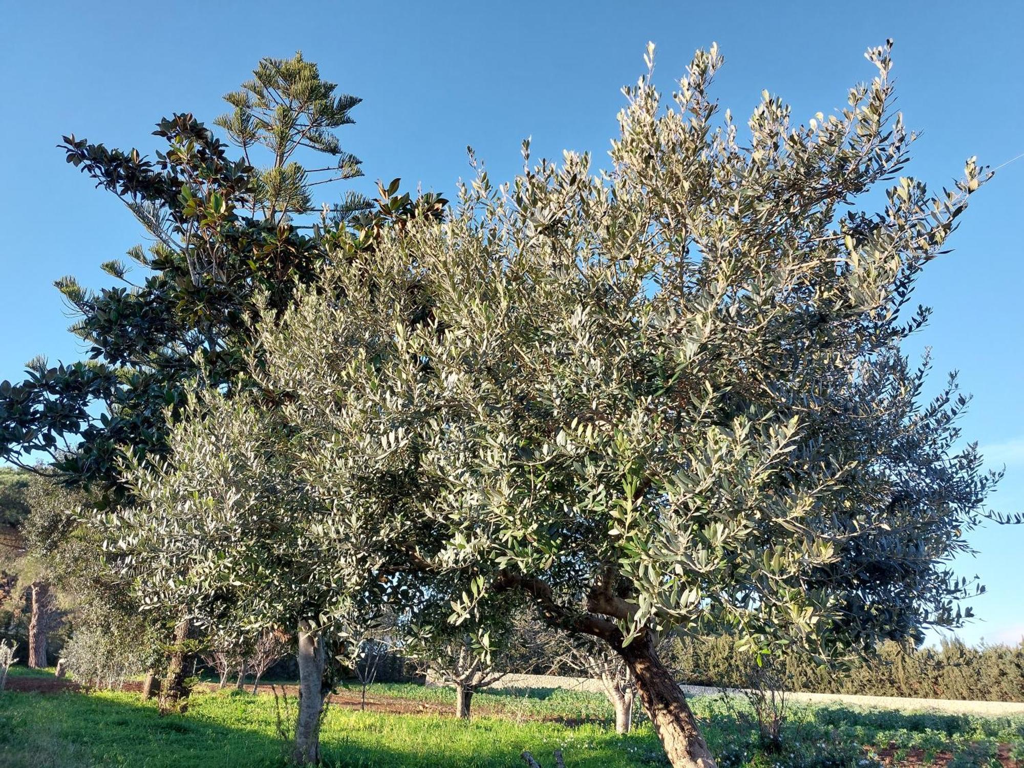 L'Aira Ecchia - Ospitalita Rurale Villa Lecce Kültér fotó